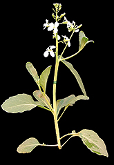 Brassica-oleracea